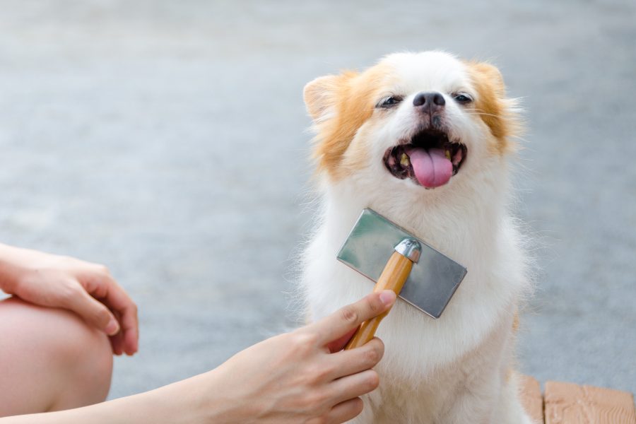Muda de pelo en chihuahuas y caída de pelo