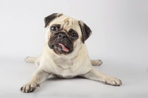 olores-que-odian-los-perros