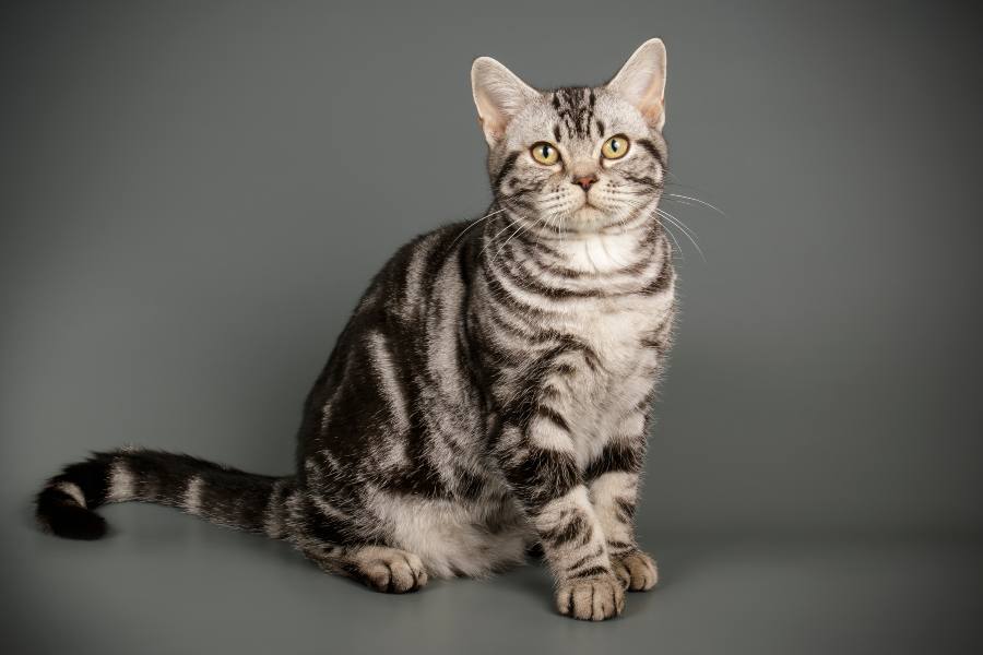 American-Shorthair