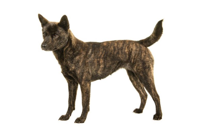 Toda la información sobre la raza de perro Kai
