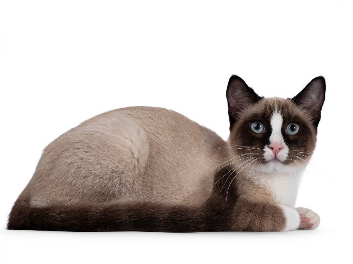 Razas de Gato: Snowshoe | Tiendanimal