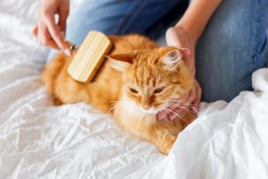 causas y prevención de la caspa en gatos