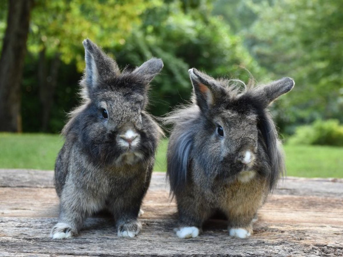 Conejo Cabeza de León: Guía de Cuidados | Tiendanimal Conejo Cabeza de León: Guía de Cuidados | Tiendanimal