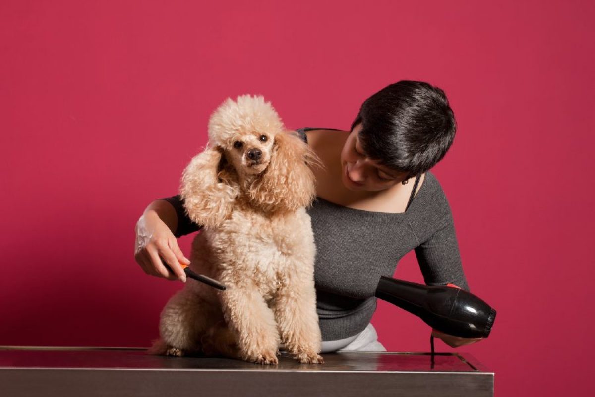 de Pelo para Caniche | Tiendanimal