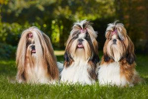 corte-de-pelo-shih-tzu