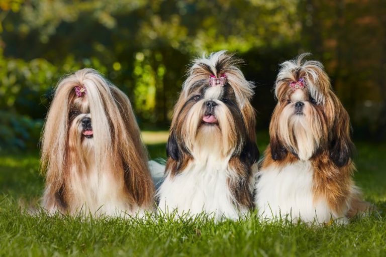 corte-de-pelo-shih-tzu