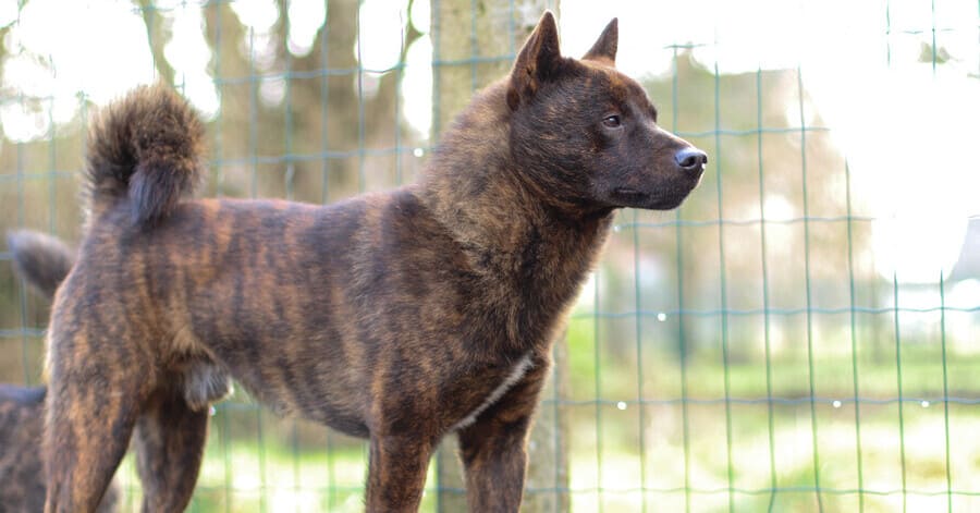 Cuidados, características, colores, historia y toda la información sobre la raza de perro kai ken o perro tigre