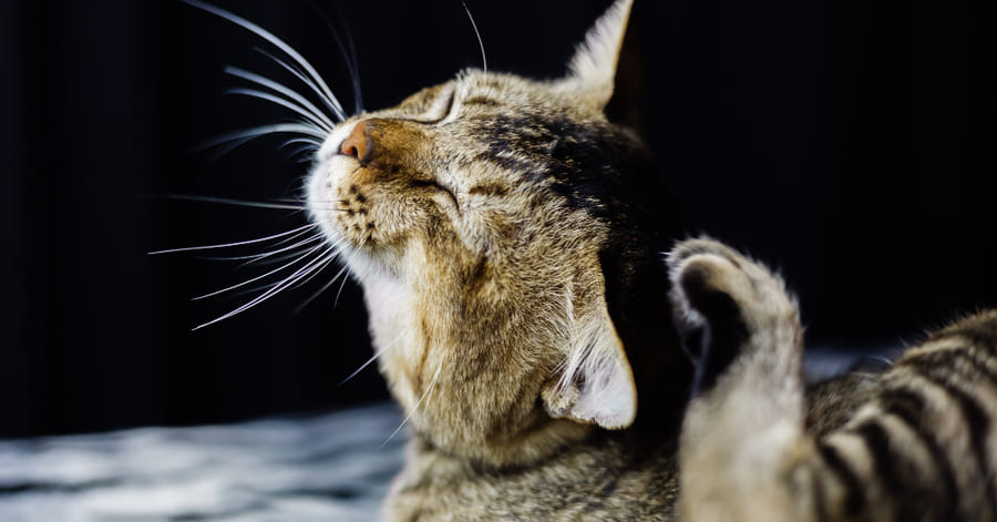 ¿Qué es la hiperestesia felina? Causas, síntomas y cuidados