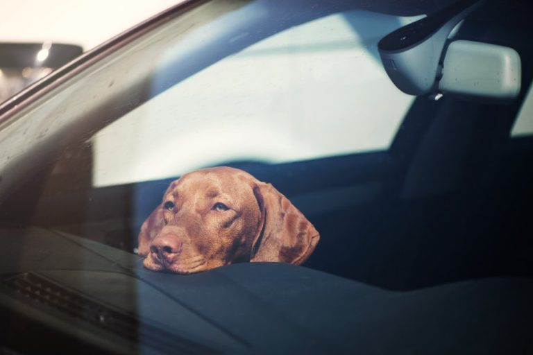 ¿se puede dejar un perro en el coche?