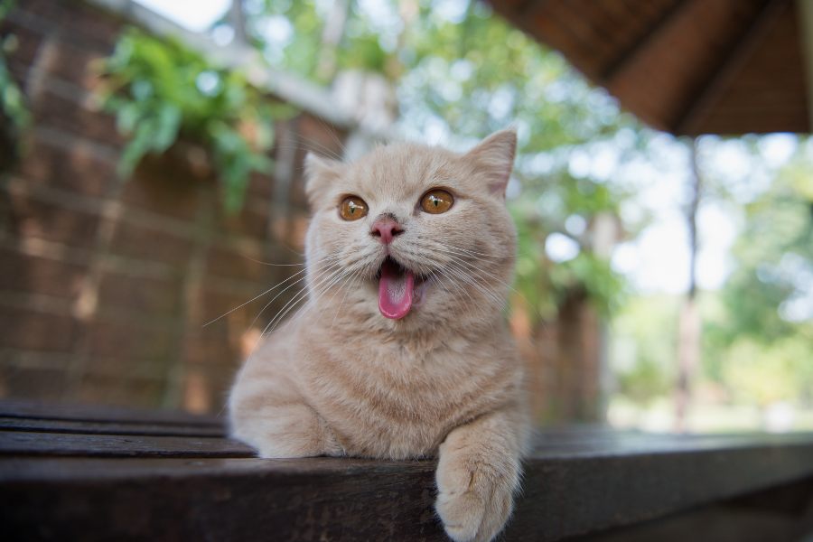 Descubre por qué los gatos jadean y qué hacer