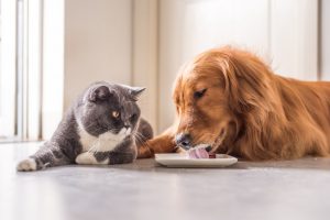 ¿La leche es buena para los cachorros y los perros adultos?