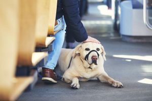 perros en autobús