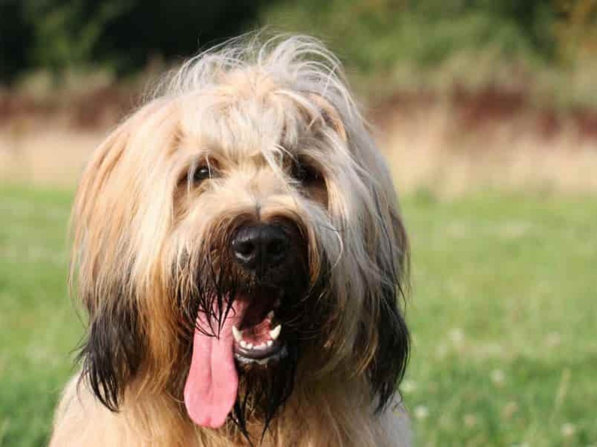 Todo sobre el Pastor inglés, un perro muy activo