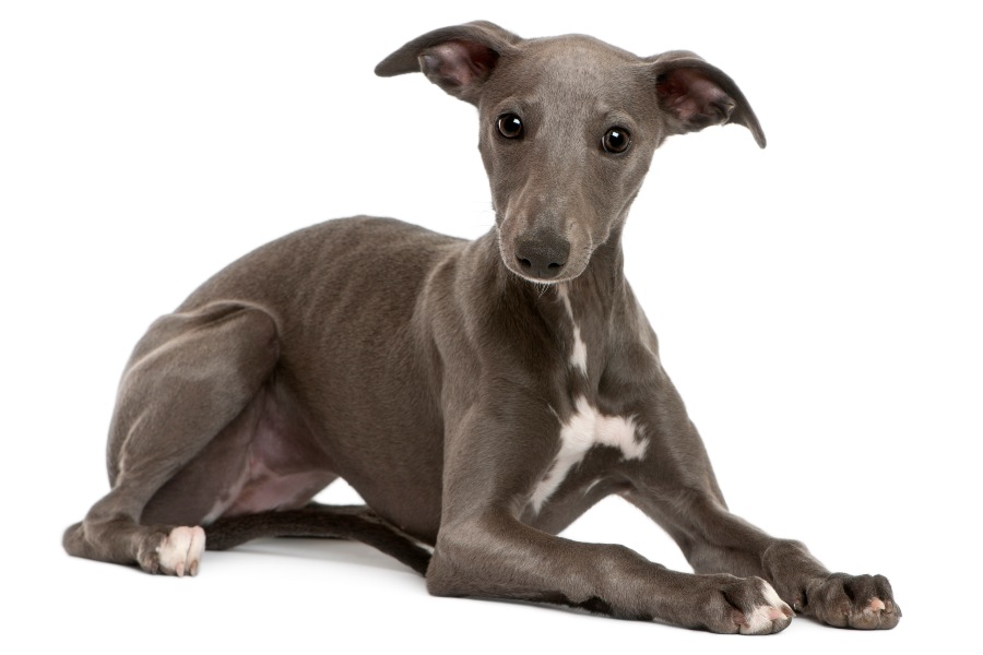 whippet cachorro