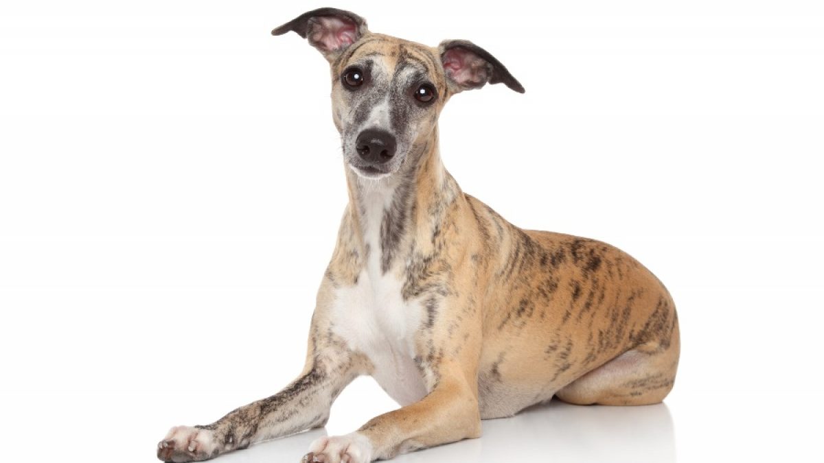 Razas de perro: Whippet Tiendanimal