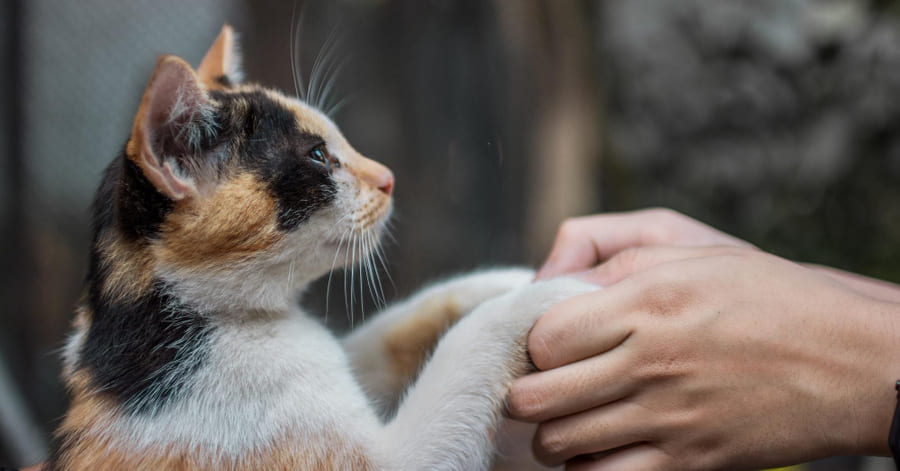 Guía de ventajas para adoptar un gato mestizo o sin raza
