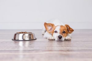 Alergias alimentarias caninas: ¿cómo saber si mi perro es intolerante a algún alimento?
