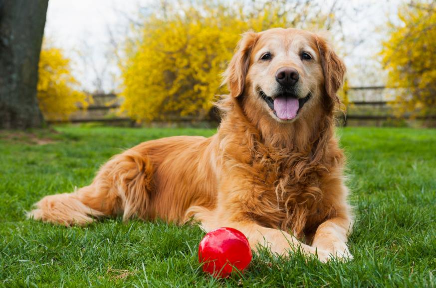 Guía completa para cuidar a un perro senior