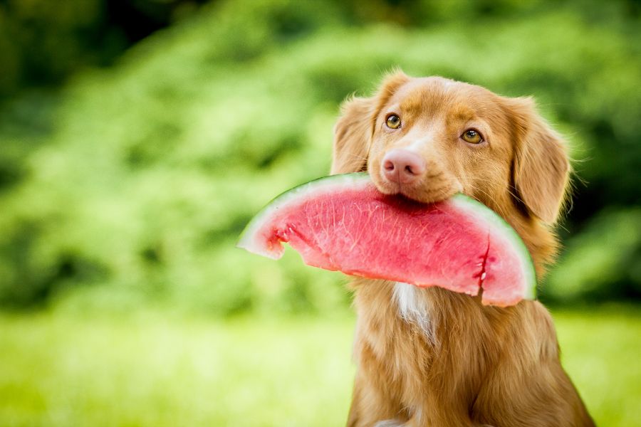 frutas que pueden comer los perros