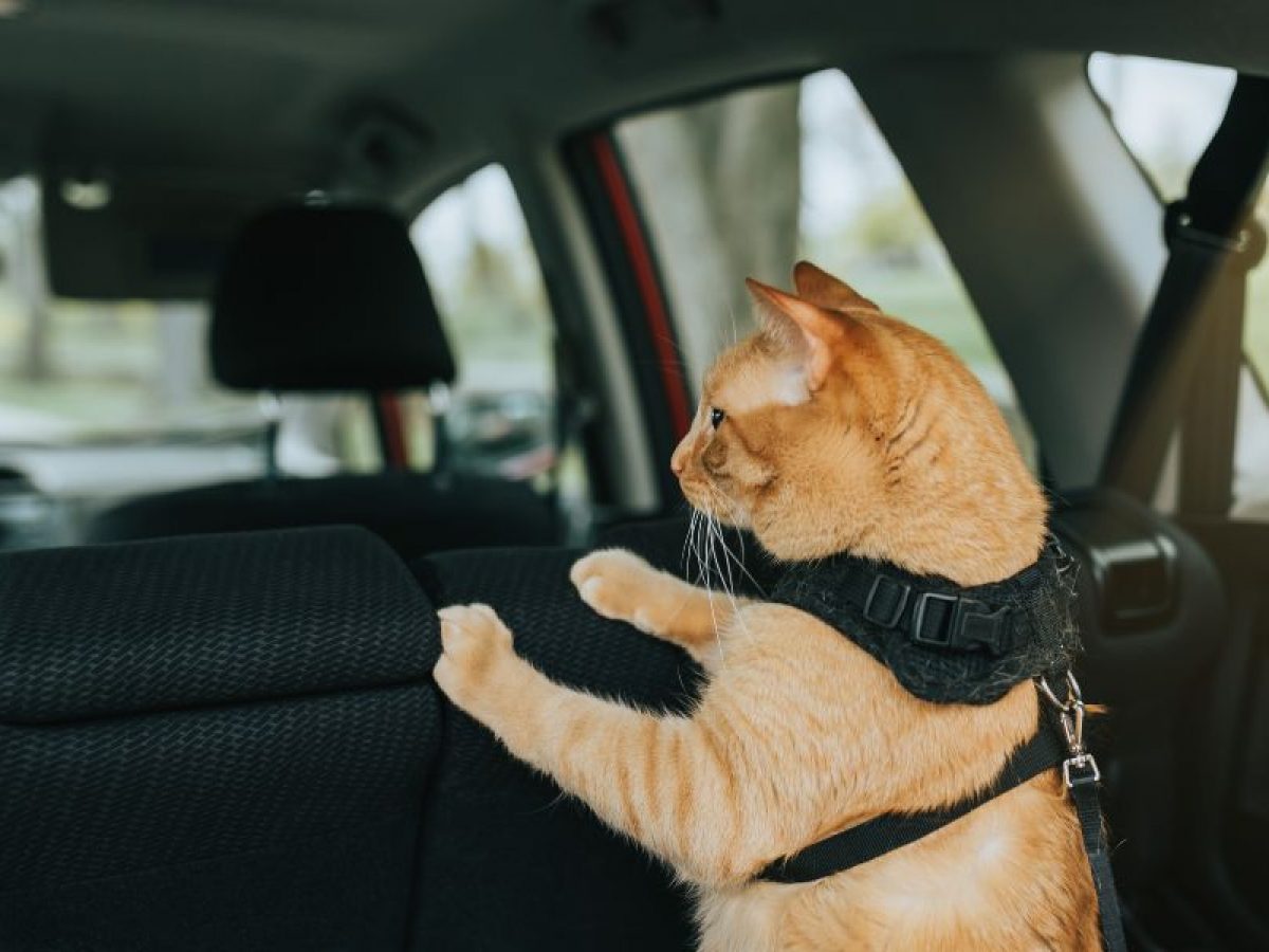 Cómo llevar a las mascotas adentro del auto