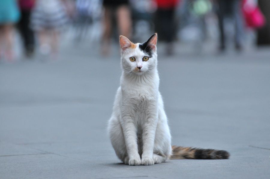 Cómo enseñar a un gato a usar el arenero - Tiendanimal