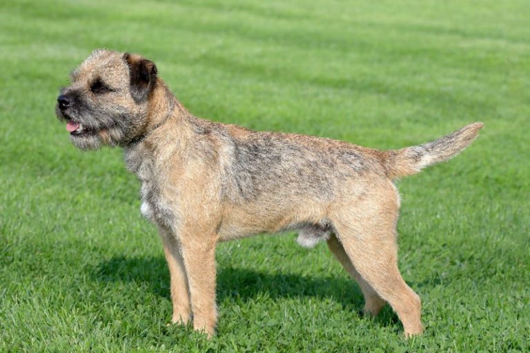 Toda la información sobre la raza de perro border terrier