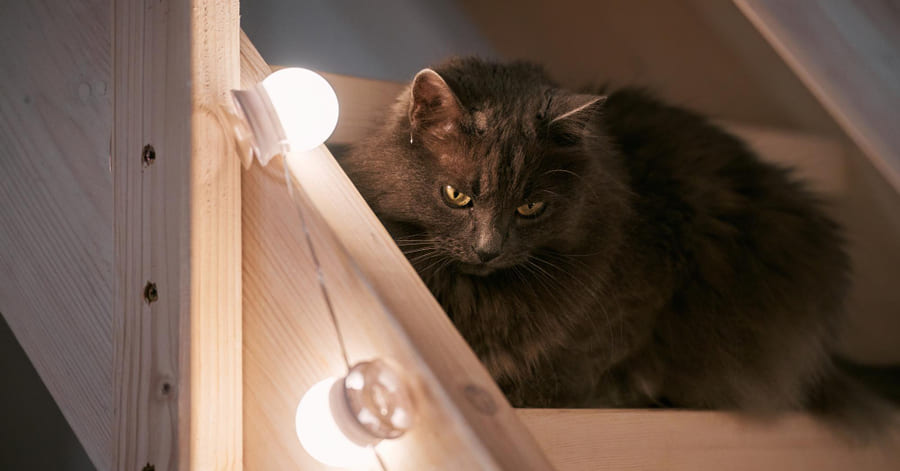 Cómo relajar a un gato por la noche