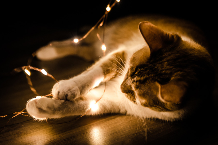 Cómo tranquilizar a un gato por la noche