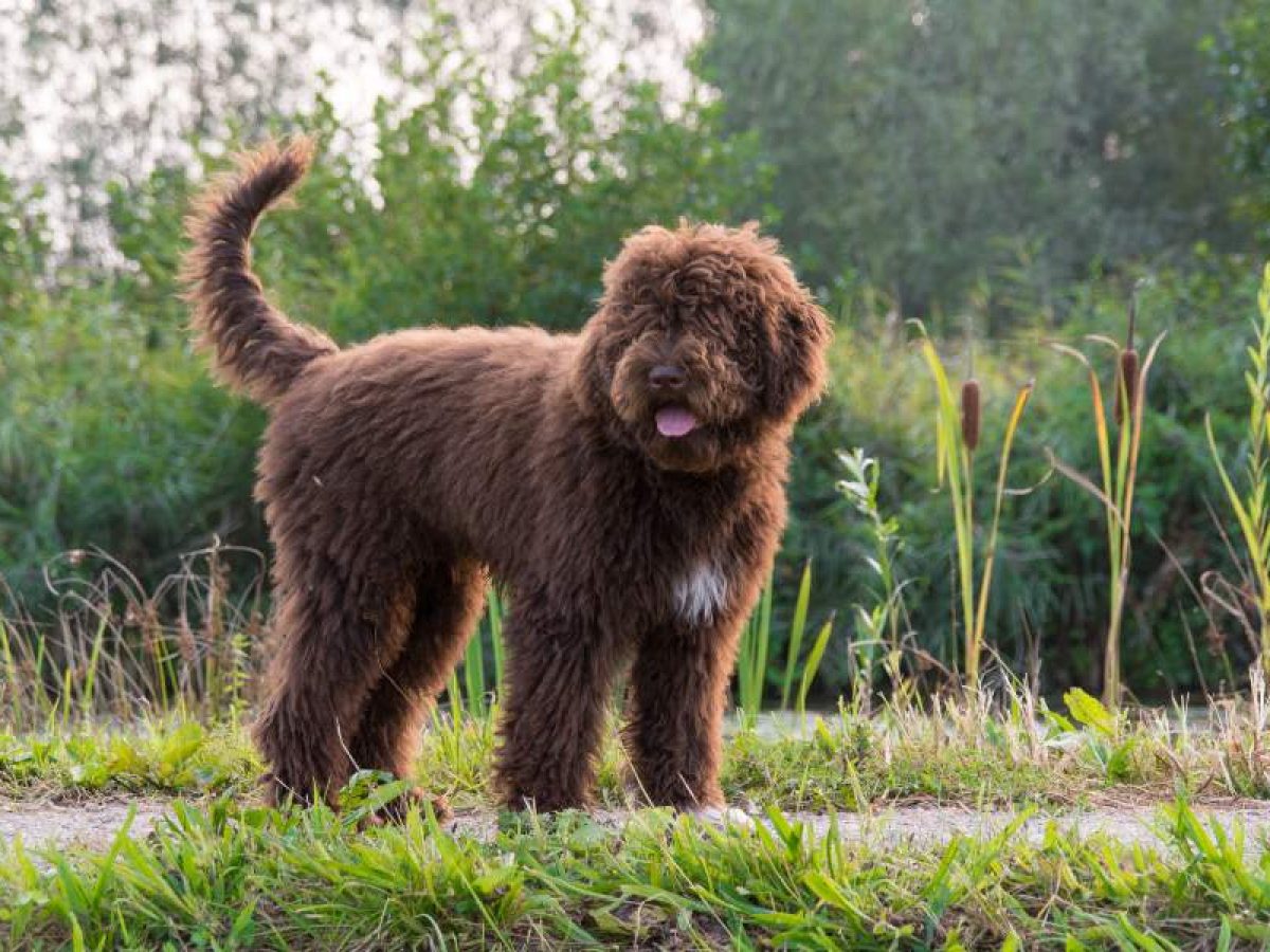 Top 99+ cortes de pelo perro de agua