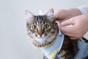 Cuidados de una gata esterilizada
