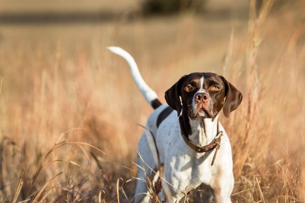 Fotos de la raza de perro pointer inglés