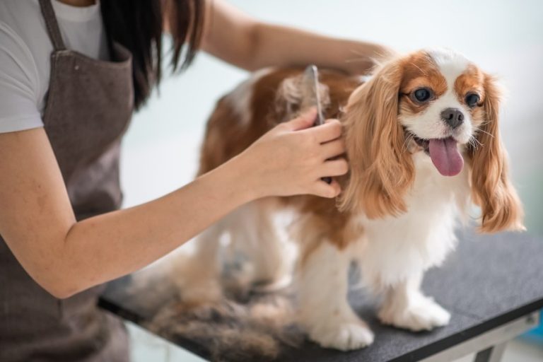 Qué es el grooming en perros y en qué consiste