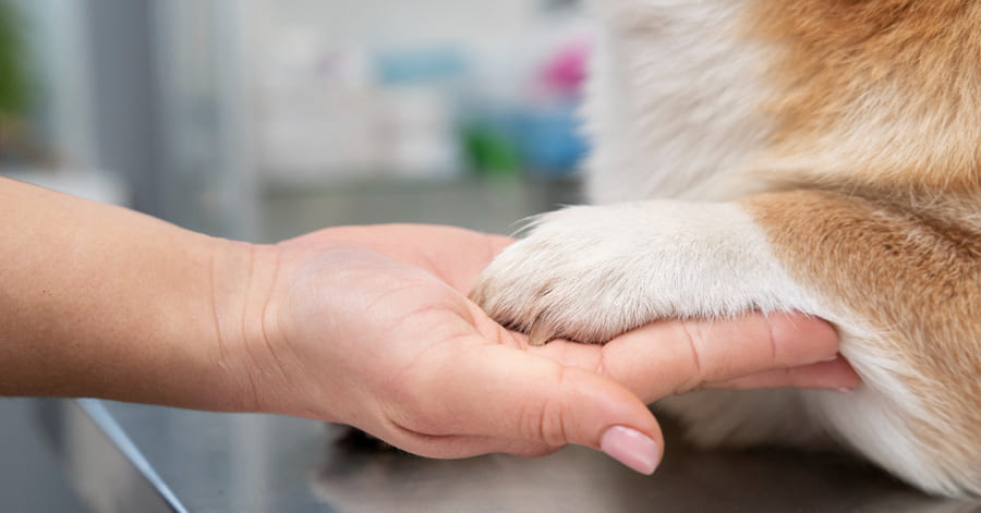 Qué es la pododermatitis en perros
