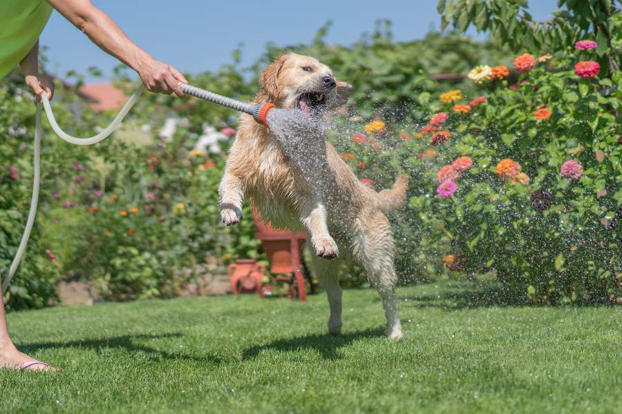 Cómo refrescar a un perro en verano