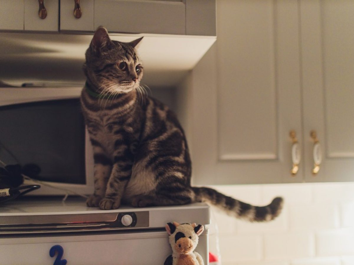 Guía para Reducir el Estrés en Gatos Mayores 4 tranquilizar gato por la noche
