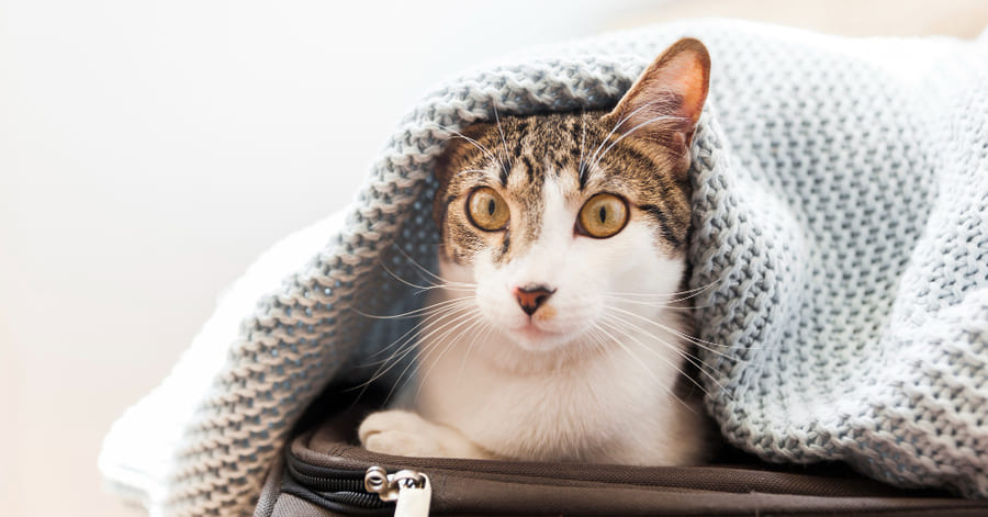 Cómo detectar si tu gato tiene fiebre y qué hacer
