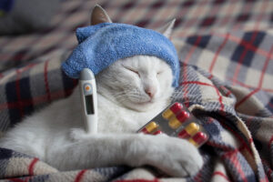 Cómo saber si un gato tiene fiebre