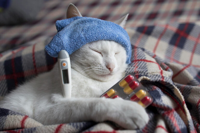 Cómo saber si un gato tiene fiebre