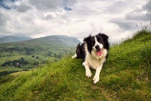 Las mejores rutas de montaña y senderismo que admiten perros en España