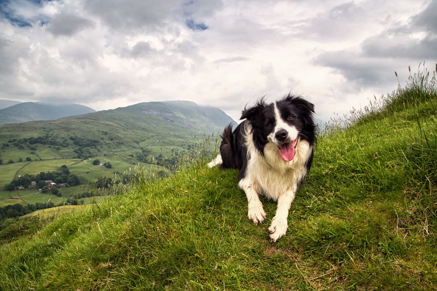 Las mejores rutas de montaña y senderismo que admiten perros en España