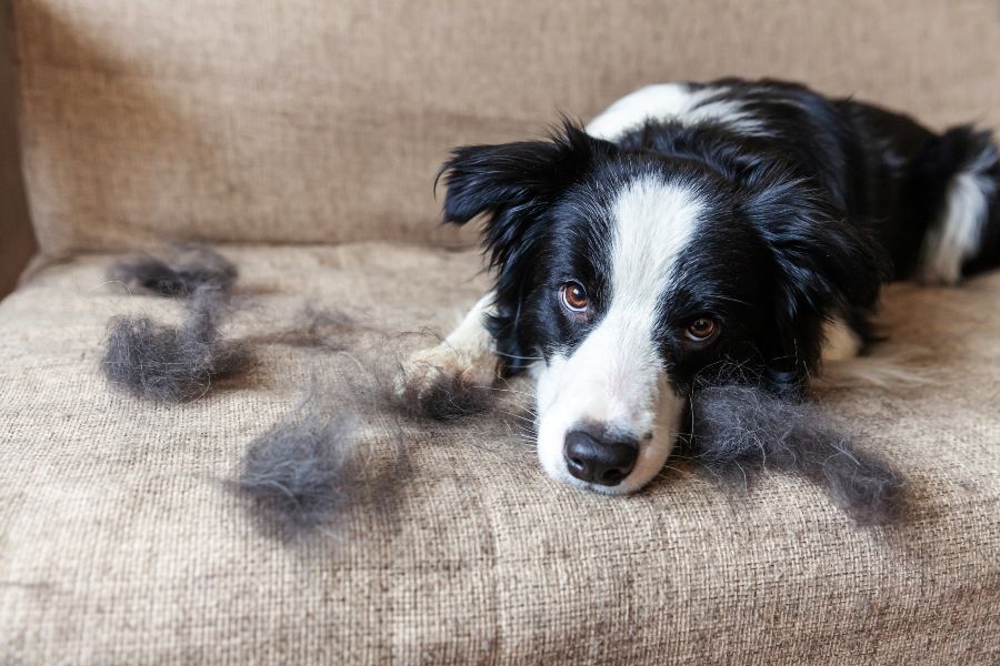 Muda de pelo en perros