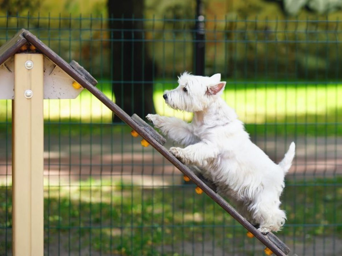 Los mejores parques para perro que puedes comprar