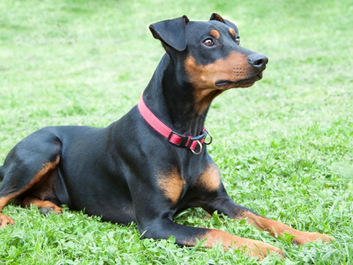 Es Legal El Pinscher Aleman En Canada