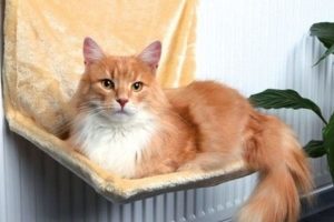 Mejores camas calefactoras para gatos frioleros