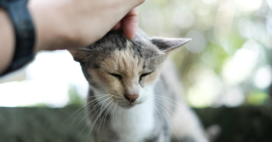 Adoptar gato: pasos, requisitos y dónde