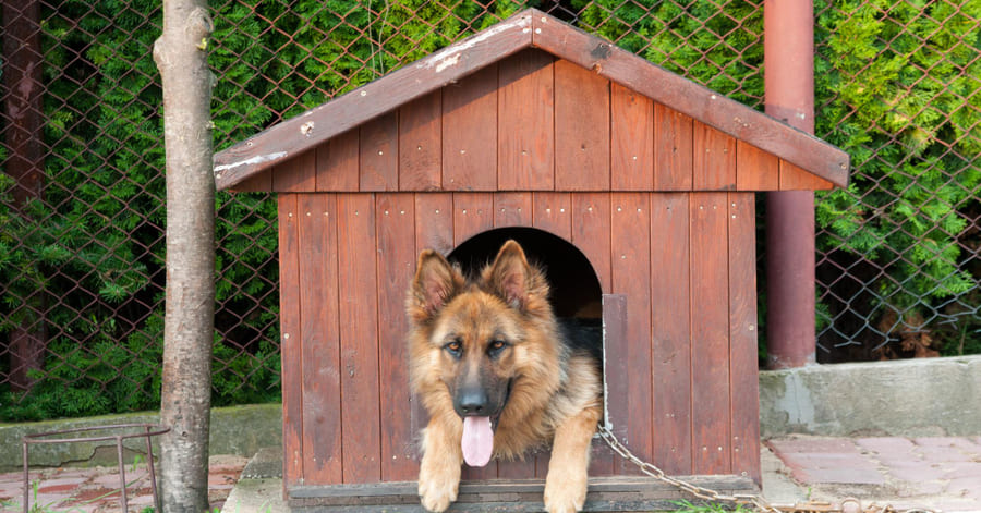 Pasos para limpiar y desinfectar la caseta de tu perro