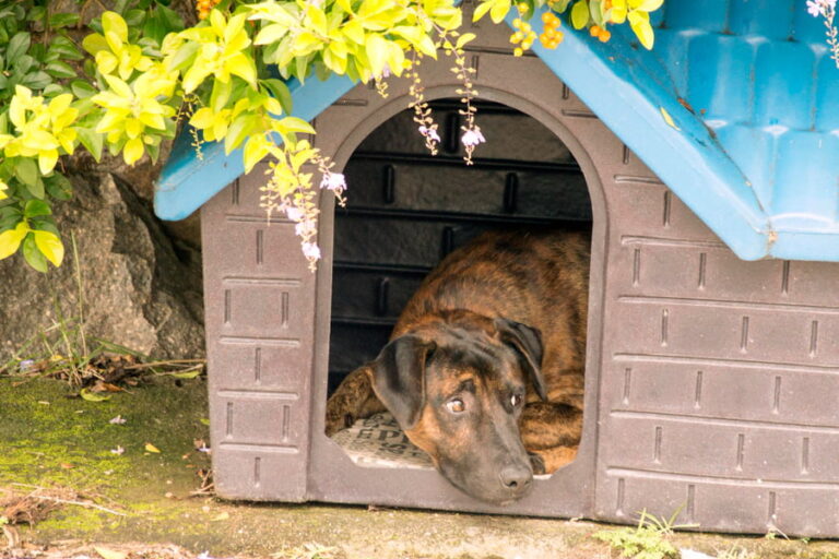 Cómo limpiar y desinfectar una caseta para perros - guía de mantenimiento