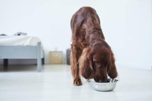 Consejos de alimentación para perros en invierno