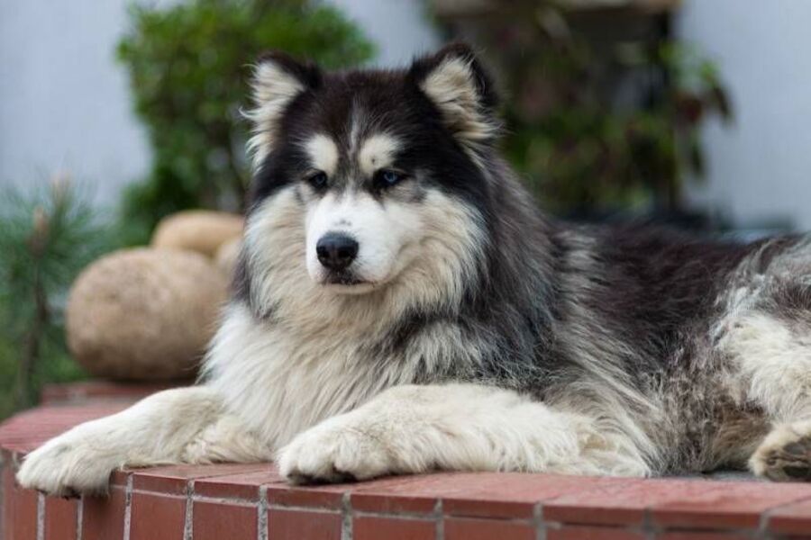 Cepillos para perros según tipo de pelo