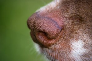 Cómo cuidar la piel de tu perro en invierno